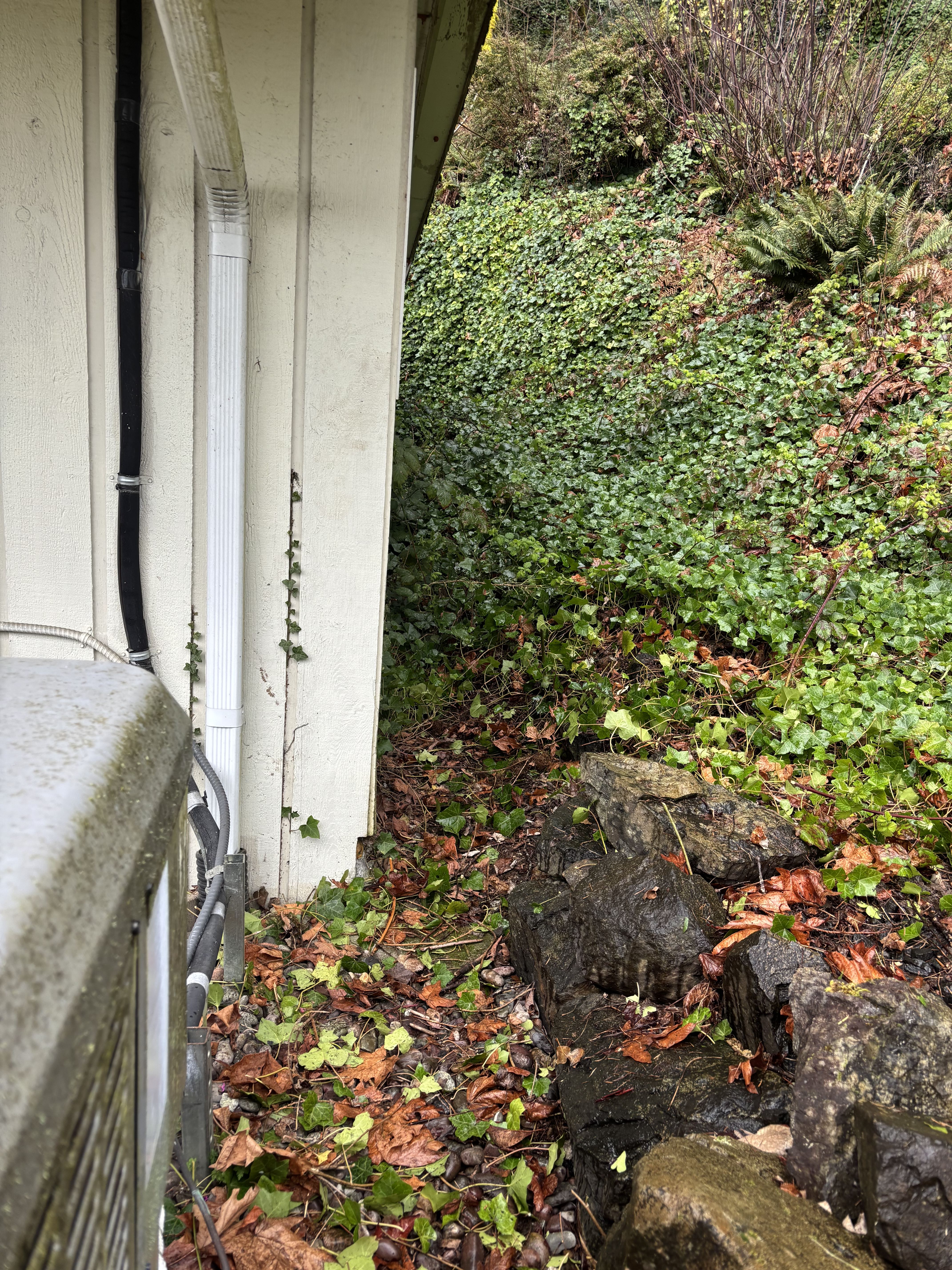 Ivy cut back from the north side of the house